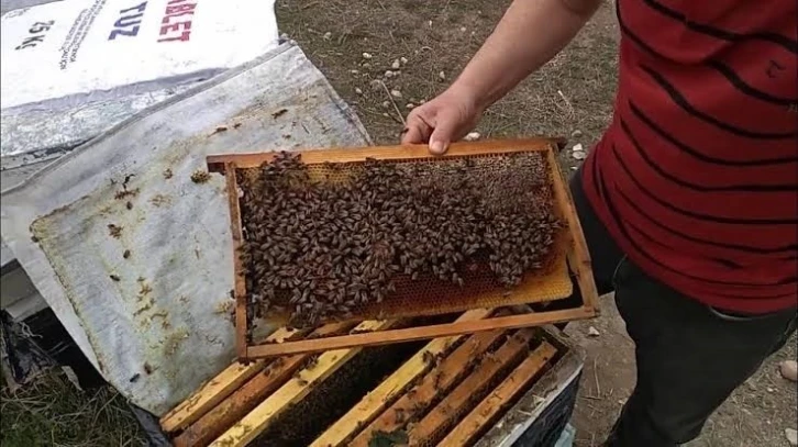 Siirt’te arıcılara 3 bin adet kovan hibe edilecek
