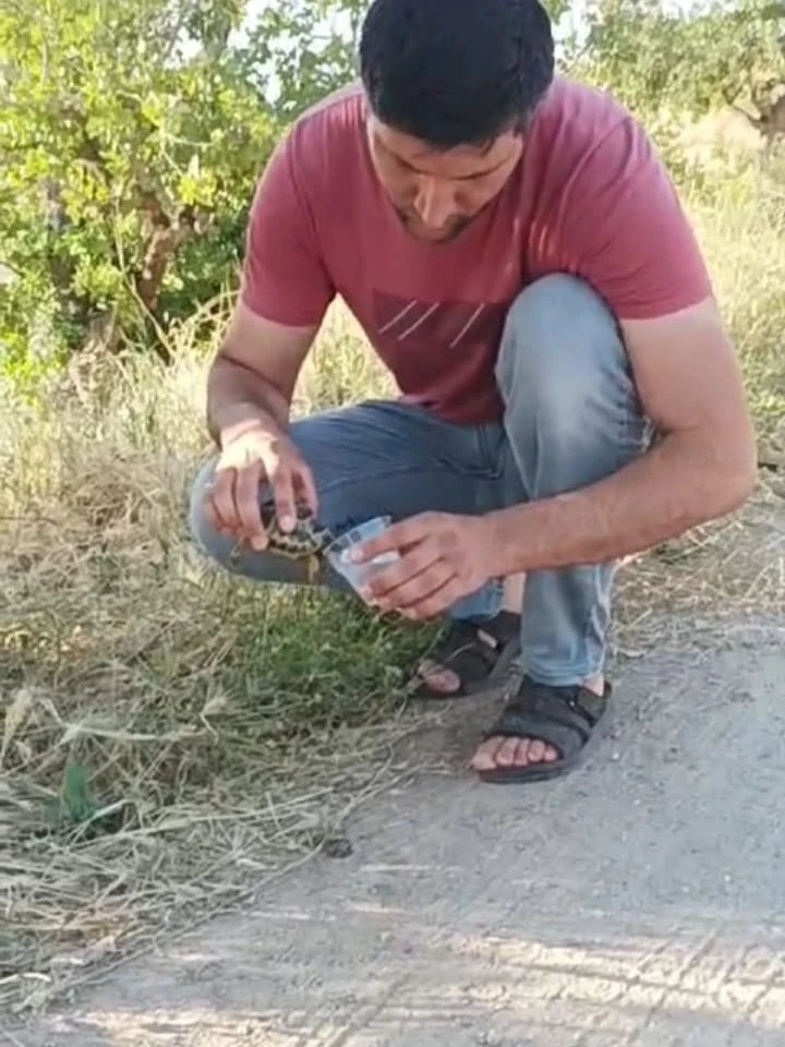 Siirt’te bir vatandaş, sıcaktan etkilenen kaplumbağaya su içirdi
