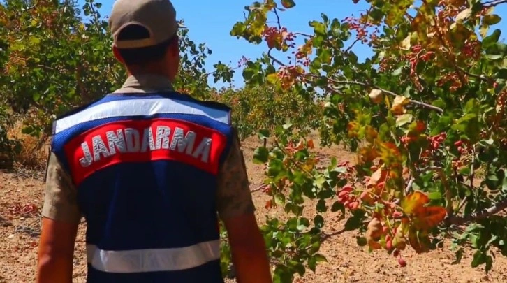 Siirt’te fıstık hırsızlığına karşı jandarmadan dronlarla koruma