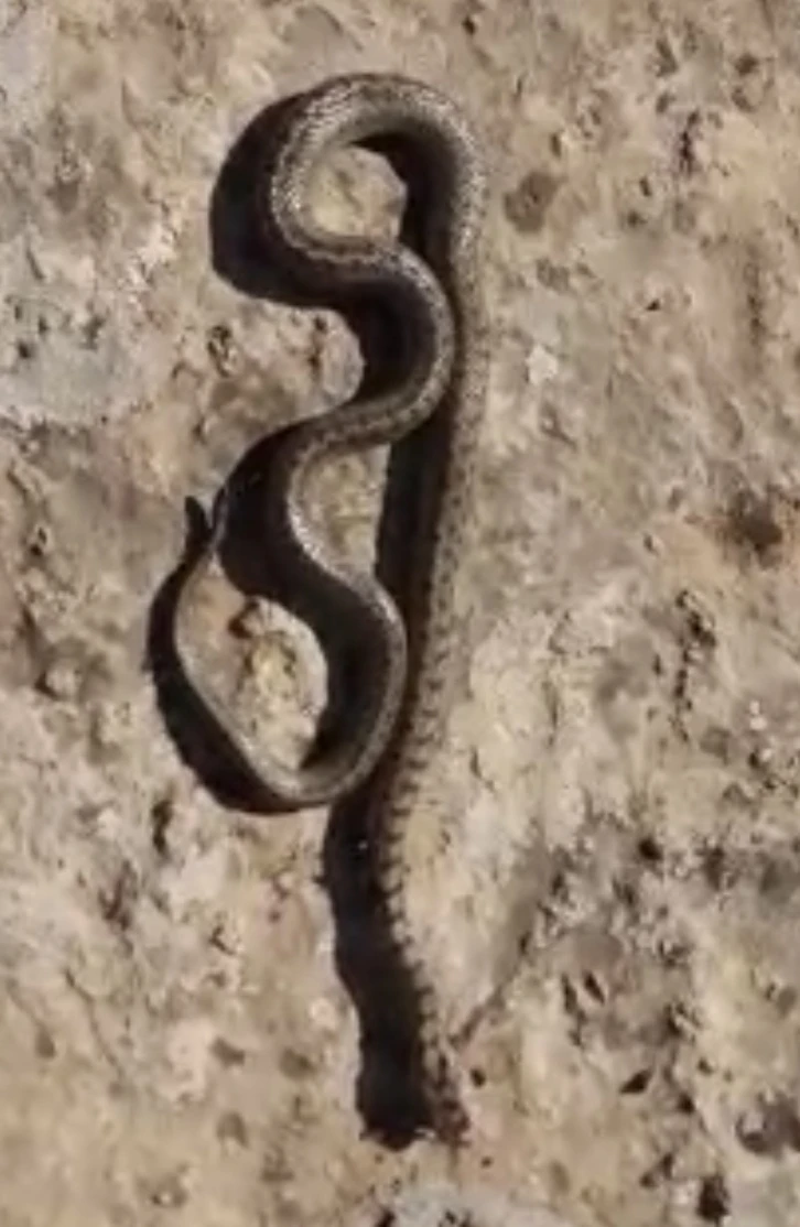 Siirt’te kış ayında 1 metre uzunluğunda yılan görüldü
