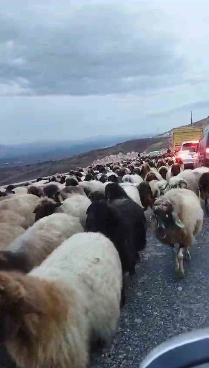 Siirt’te koyun sürüsünün geçtiği yol trafiğe kapandı
