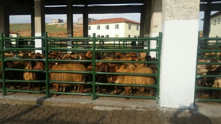 Siirt’te kurban satış ve kesim yerleri belirlendi
