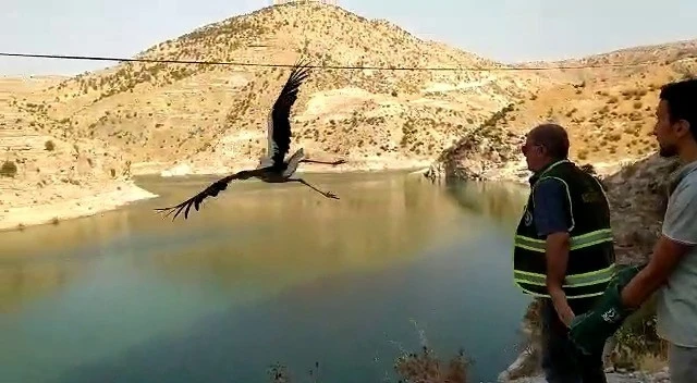 Siirt’te tedavi edilen leylek doğaya salındı
