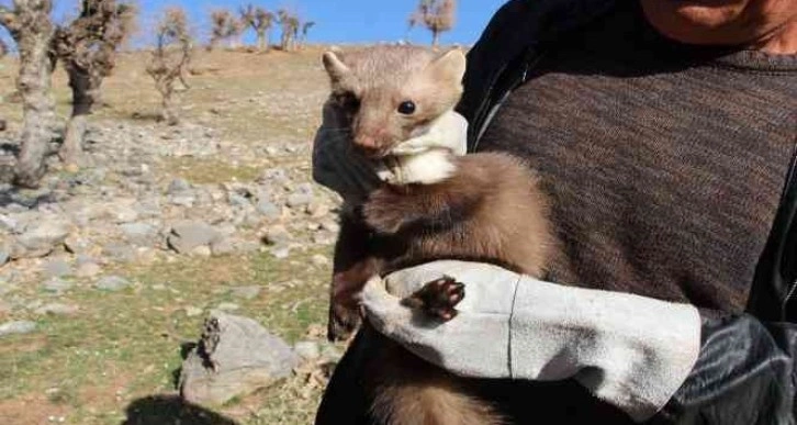 Siirt’te kedi, köpek ve gelincikler kayıt altına alınacak