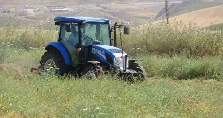 Siirt’te kırmızı mercimekte hasat sürüyor