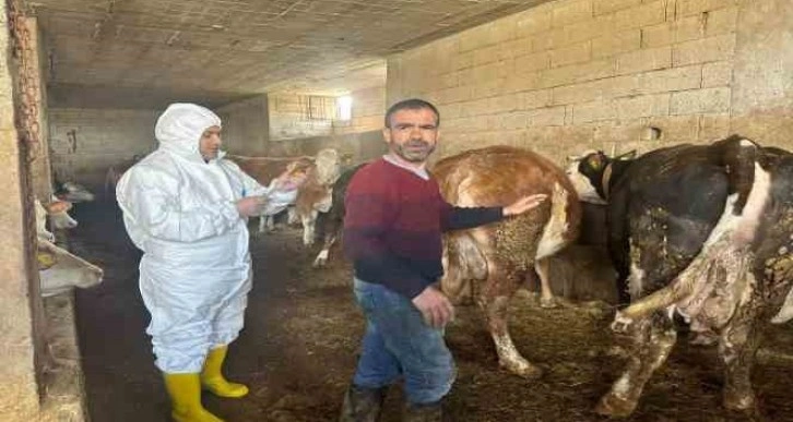 Siirt’te tedbir için kapatılan hayvan borsası tekrar açıldı