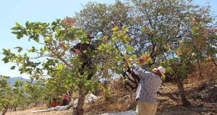 Siirt’ten ülke ekonomisine 5 milyar lira gelir sağlayan fıstık hasadı sona erdi