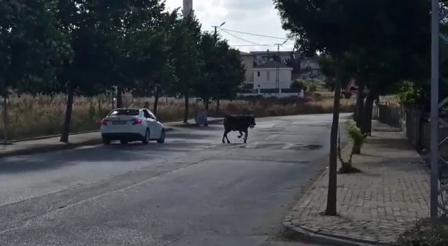 Silivri’de sahibinin elinden kaçan kurbanlık zor anlar yaşattı
