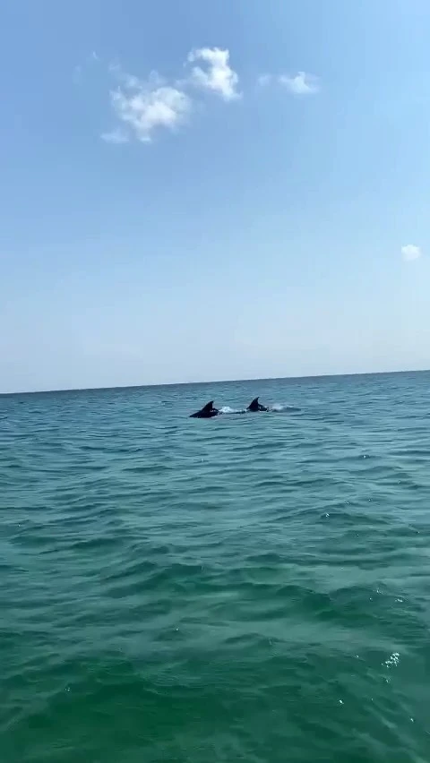 Silivri sahilinde yunus balıkları görüldü
