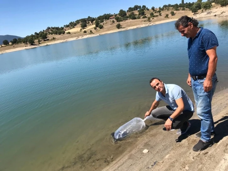 Simav’da göletlere 110 bin yavru sazan balığı bırakıldı
