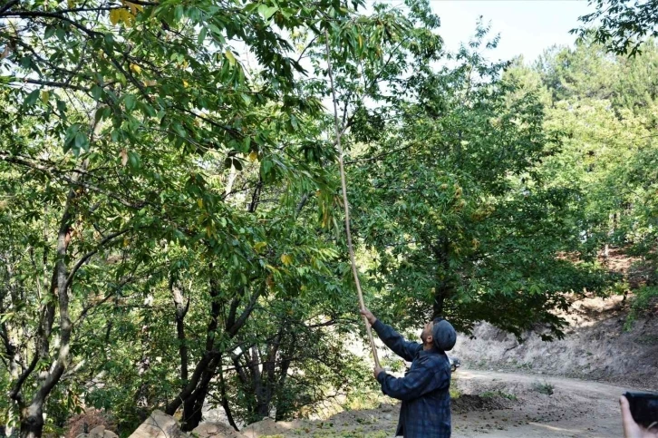 Simav’da kestane hasadı başladı
