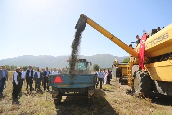 Simav’da yağlık ayçiçeği hasadı
