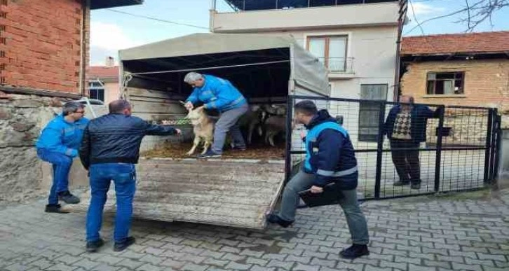 Simavlı çiftçiler, deprem bölgesine 73 küçükbaş ve 1 büyükbaş hayvan bağışı yaptı