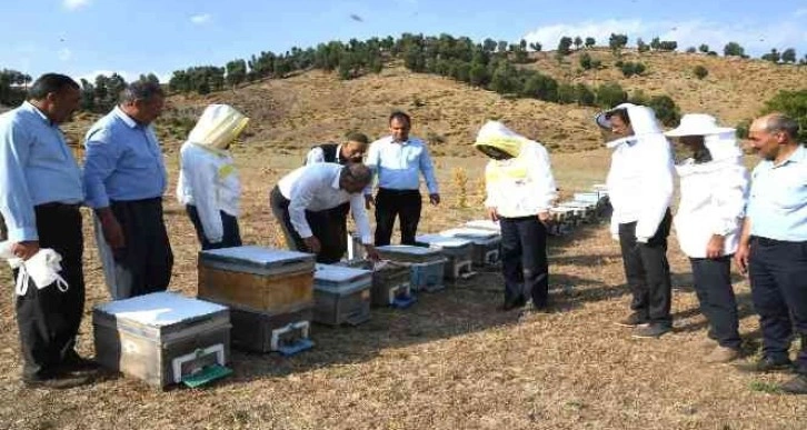 Sincik’te bal sağım sezonu başladı