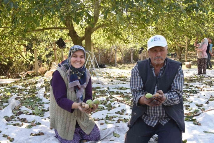 Sındırgı’da ceviz hasadı başladı...Rekolte iki katına çıktı
