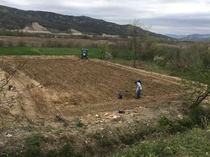 Sinop’a Antep fıstığı
