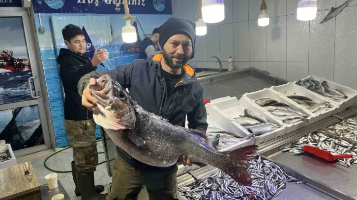 Sinop’ta 13 kiloluk dev levrek yakalandı
