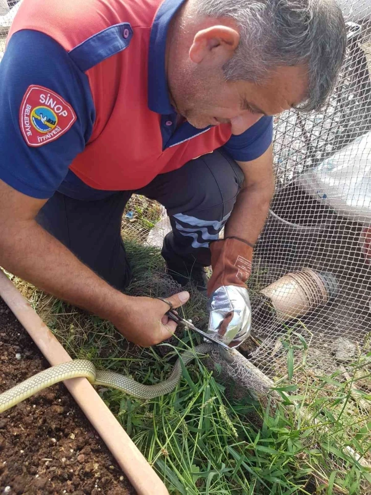 Sinop’ta ağa takılan yılan kurtarıldı
