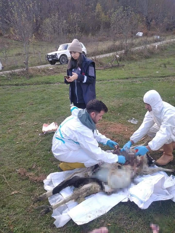 Sinop’ta ani koyun ölümleri: 1 haftada 18 koyunu telef oldu
