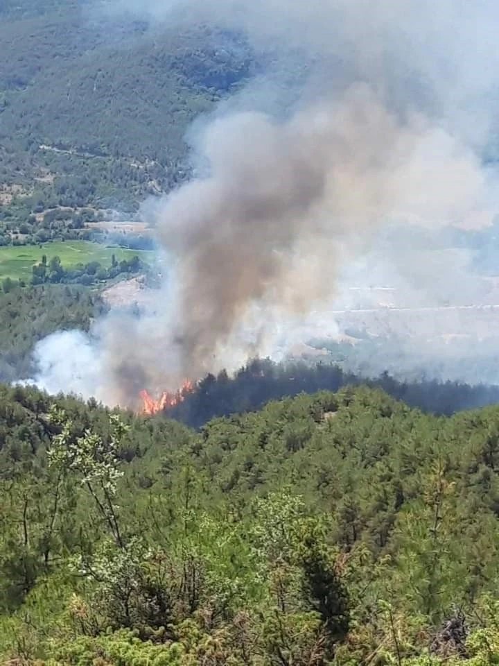 Sinop’ta orman yangını

