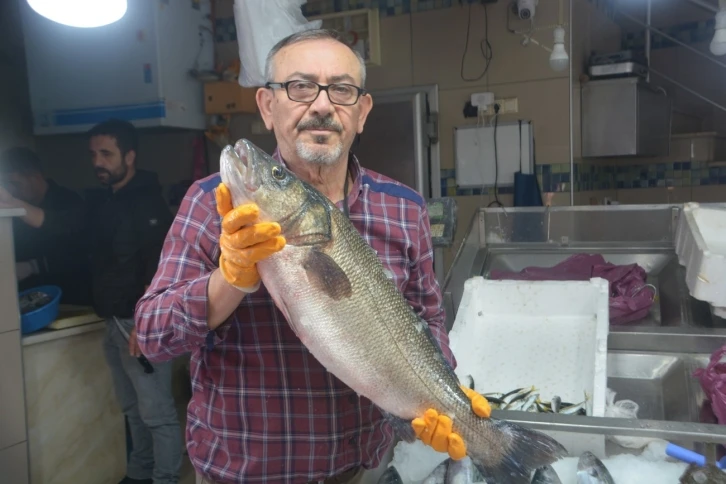 Sinop’ta yakalanan 5 kiloluk levrek fiyatıyla göz kamaştırdı
