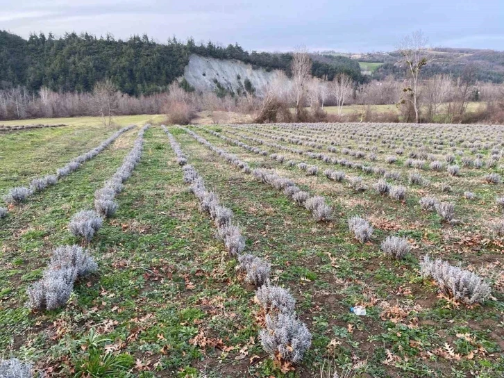 Sinop’ta yaklaşık 700 adet salep dikimi yapıldı
