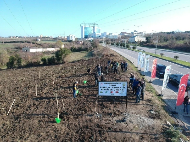 Sinop’ta yol kenarına meyve fidanları dikildi
