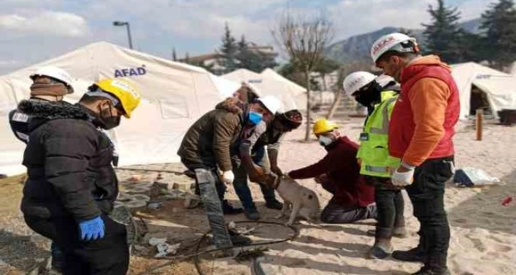 Sinop’tan afet bölgesine mama yardımı