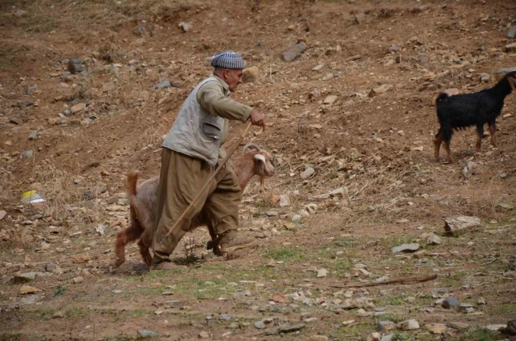 Şırnak’ta 35 bin lira maaş alan çobanlar tatile girdi
