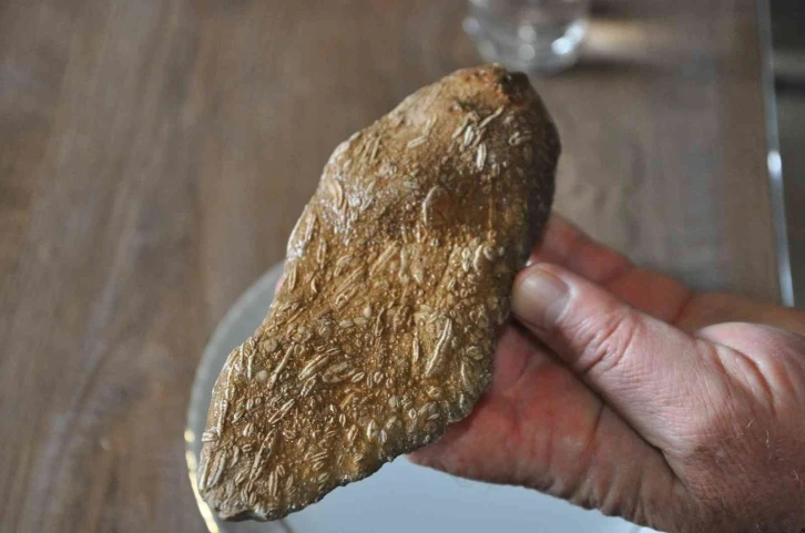 Şırnak’ta 50 milyon yıllık olduğu değerlendirilen fosil bulundu
