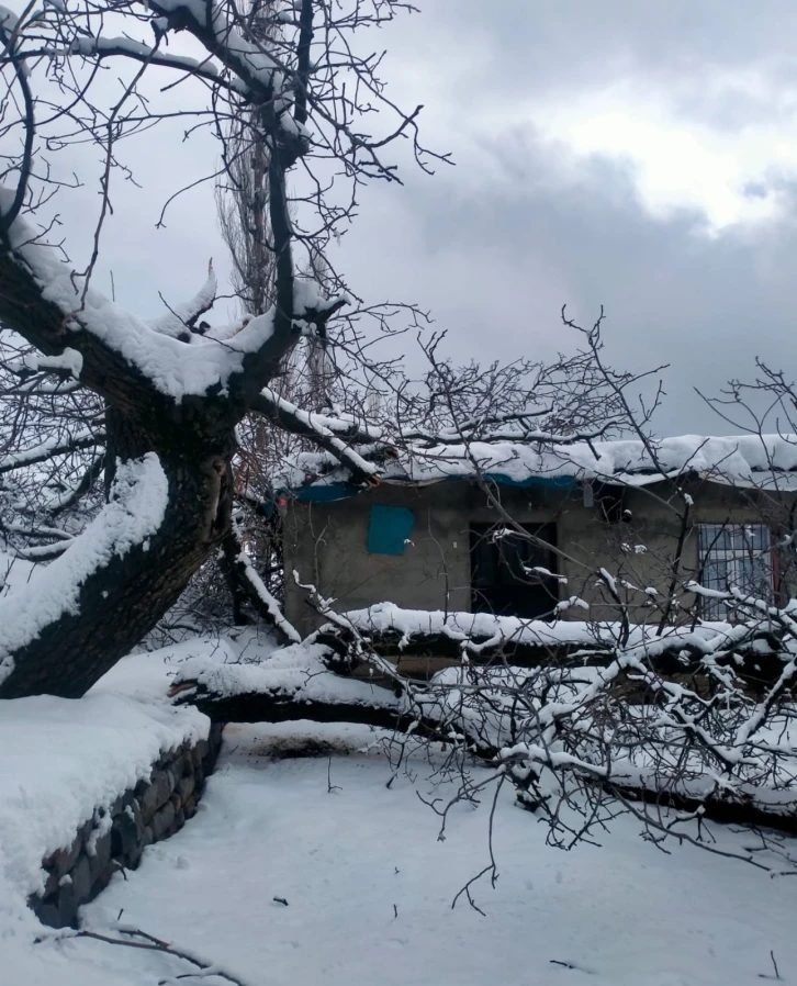 Şırnak’ta fırtına nedeniyle ağaç devrildi
