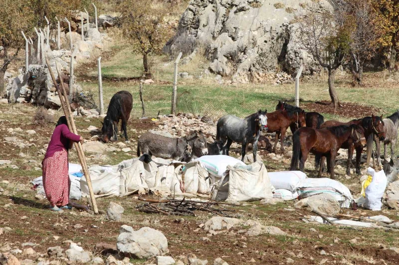 Şırnak’ta göçerlerin kışlaklara doğru zorlu yolculukları devam ediyor