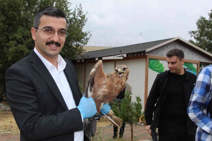 Şırnak’ta tedavisi tamamlanan kumru, kartal ve kızıl şahin doğaya bırakıldı
