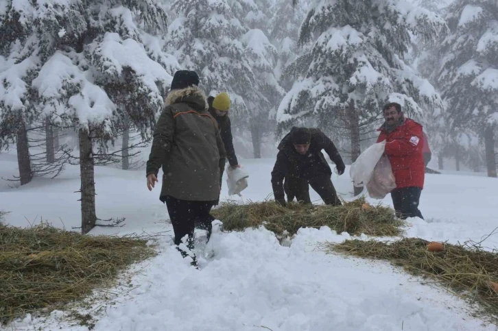 Şırnak’ta yaban hayvanları için yem bırakıldı
