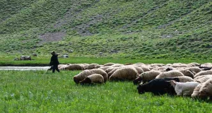 Şırnak yaylalarında kartpostallık fotoğraflar