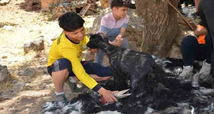 Şırnak’ta sıcak havalardan etkilenen oğlaklar kırkılıyor