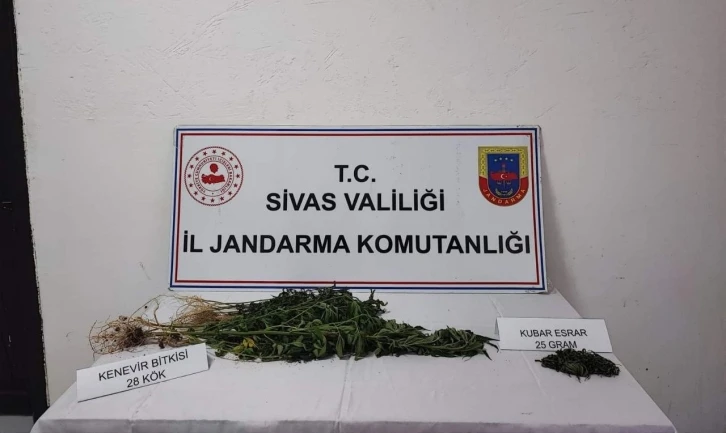 Sivas’ta 28 kök kenevir bitkisi geçirildi
