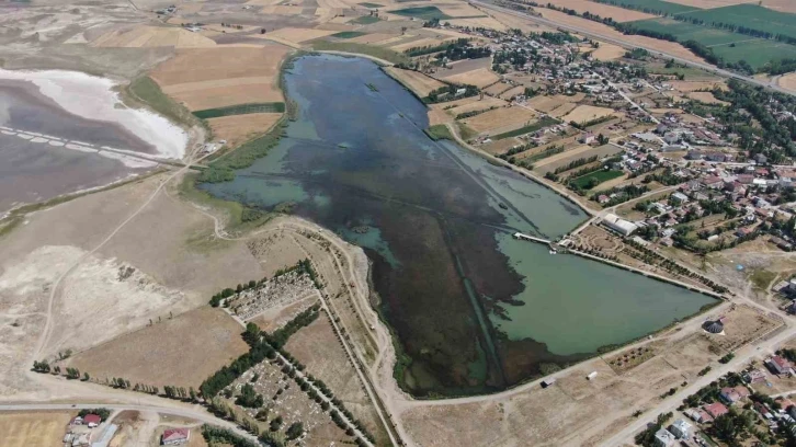 Sivas’ta ilginç doğa olayı, göl yosunla kaplandı
