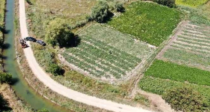 Sivas’ın Adana’sı hasat için gün sayıyor