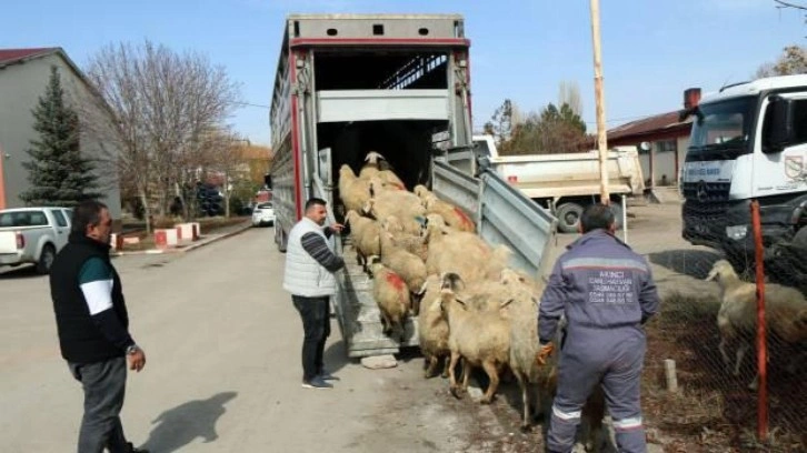 Sivas'ta 180 küçükbaş hayvanın etleri kavurma yapılıp depremzedelere ulaştırılacak