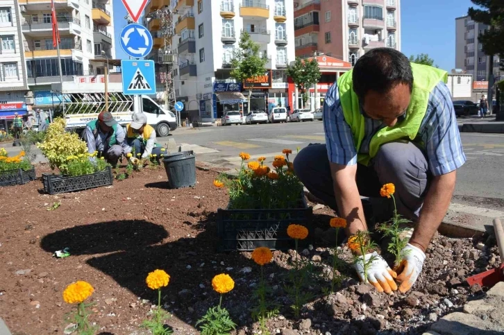 Siverek bu yaz lavanta ve gül kokacak
