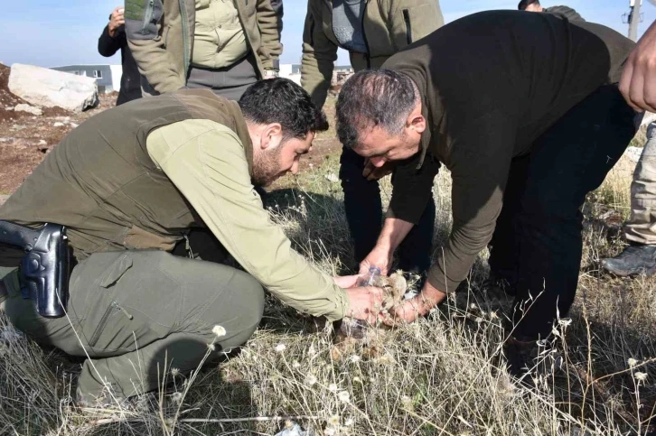 Siverek’te bitkin halde bulunan yavru aslan öldü
