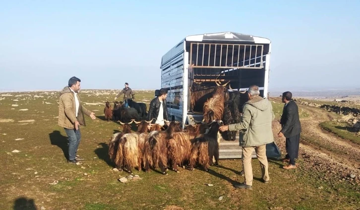 Siverek’te çalınan hayvanlar Diyarbakır’da bulundu
