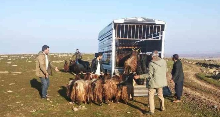 Siverek’te hayvan hırsızları jandarmadan kaçamadı