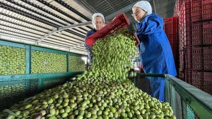 Sofralık zeytinde hedef 130 bin ton ihracat