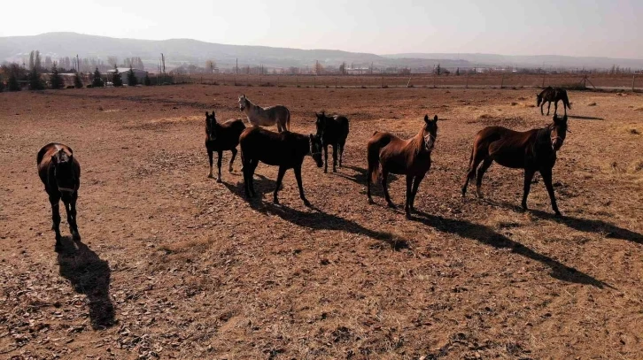 Soğuk havalarda milyonluk atlara böyle bakıyorlar
