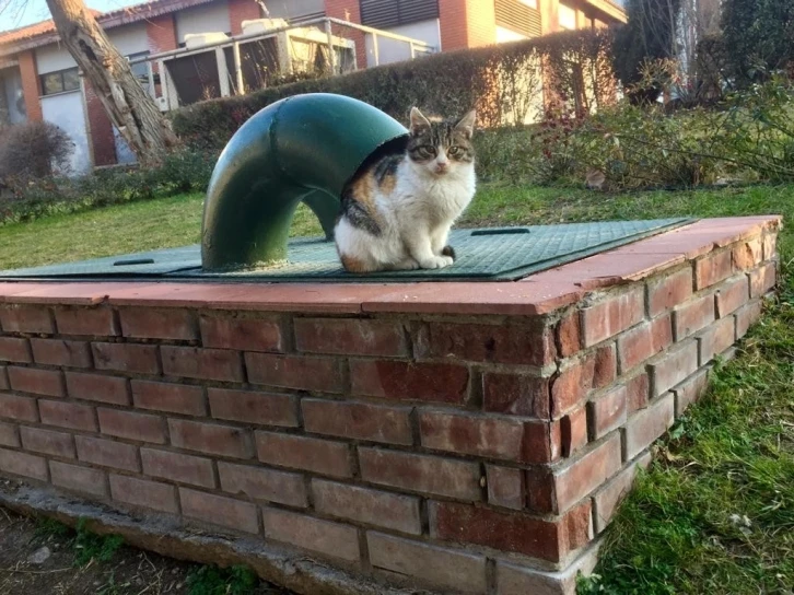 Soğuktan kaçmak için havalandırma boşluğuna girdi
