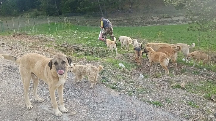 Sokağa bırakılan köpekleri hayvanseverler besliyor
