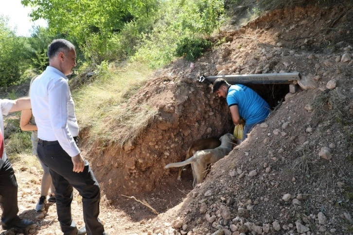 Sokak canlıları için doğal yaşam alanları oluşturuldu
