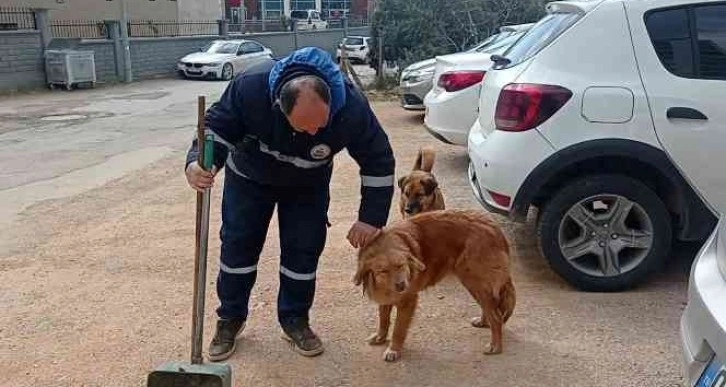 Sokak hayvanları temizlik görevlisinin en yakın dostu oldu